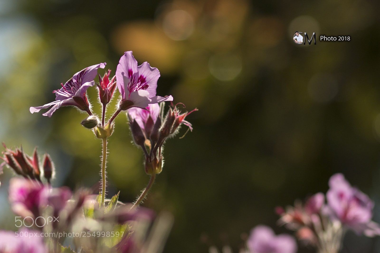 Canon EOS 70D sample photo. Geranio photography