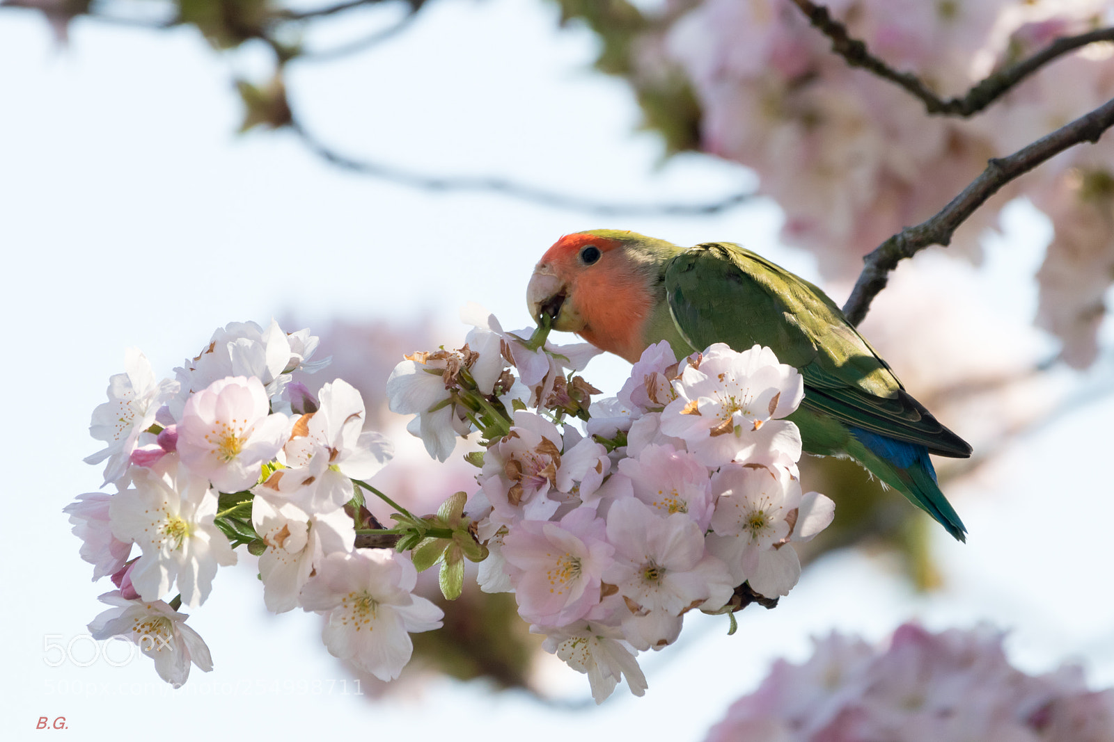 Canon EOS 80D sample photo. Agapornis photography