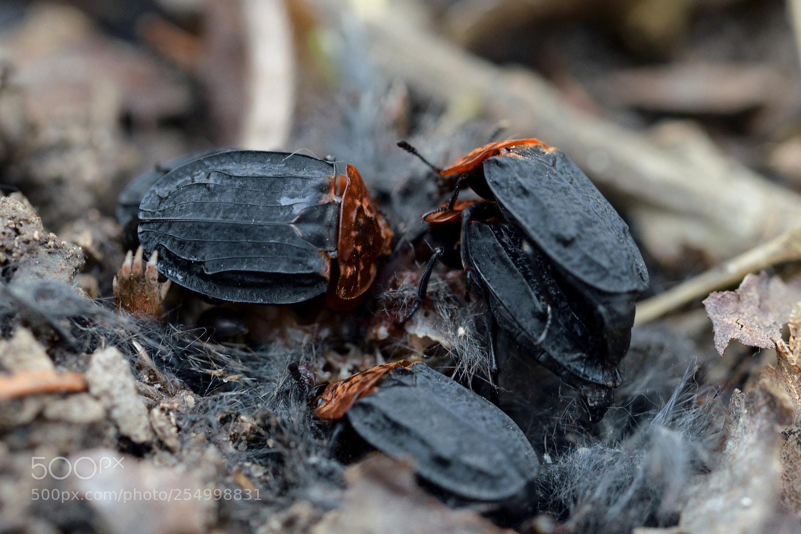 Nikon D7500 sample photo. The scavengers photography