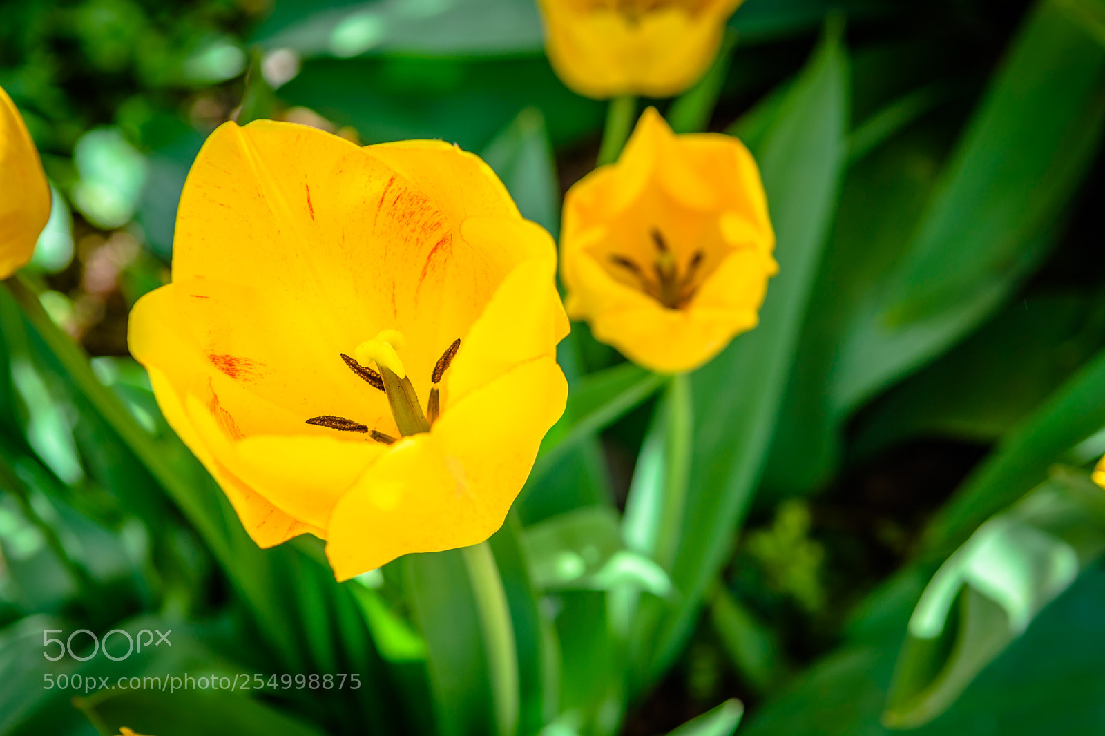 Nikon D7200 sample photo. Tulip photography