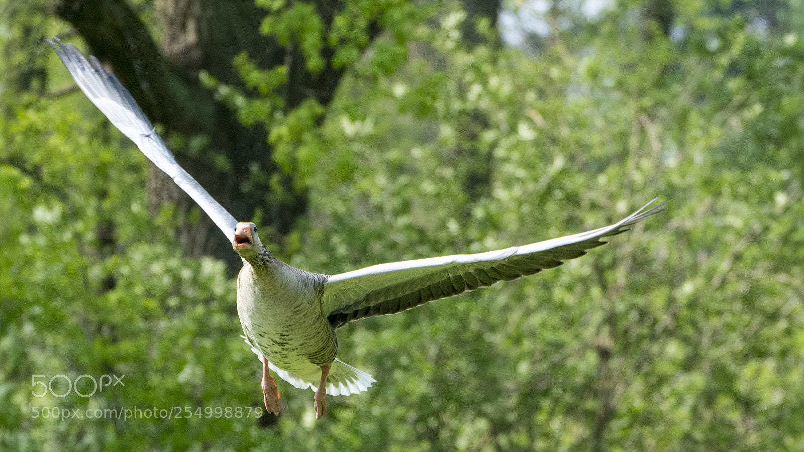 Sony a7R III sample photo. Desperate goose photography