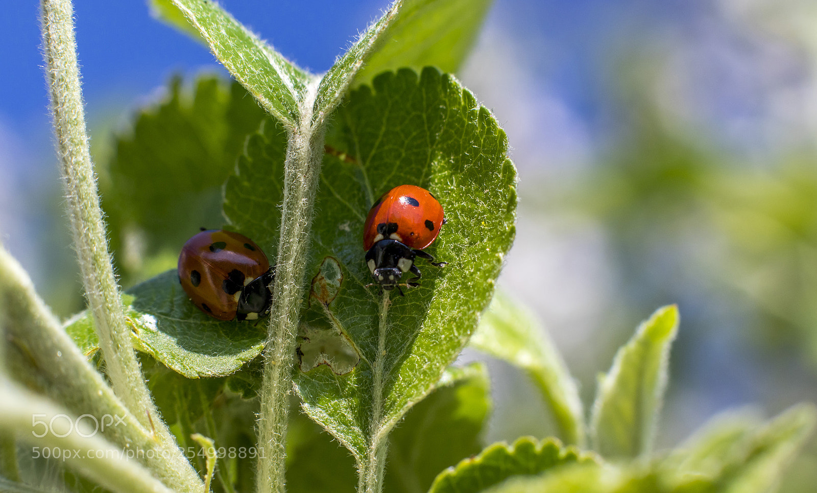Canon EOS 7D Mark II sample photo. Sunny day photography