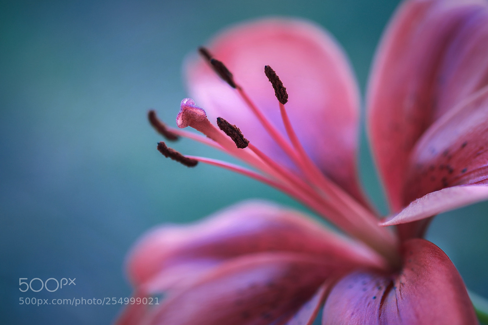 Fujifilm X-T1 sample photo. "reaching for you" photography