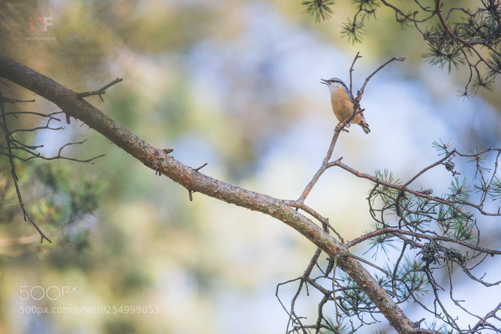 Nikon D850 sample photo. Nuthatch photography