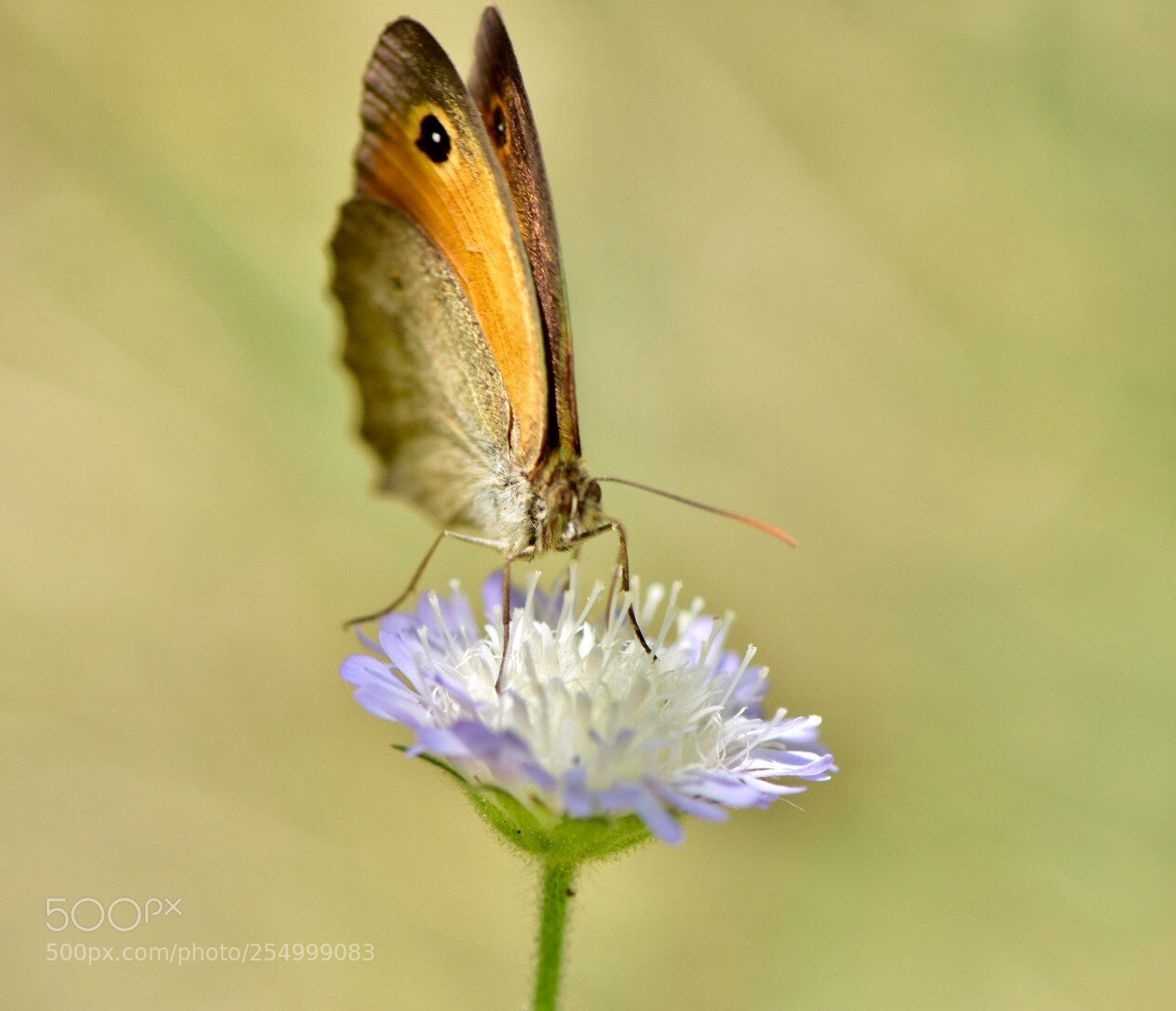 Nikon D7200 sample photo. Butterfly photography