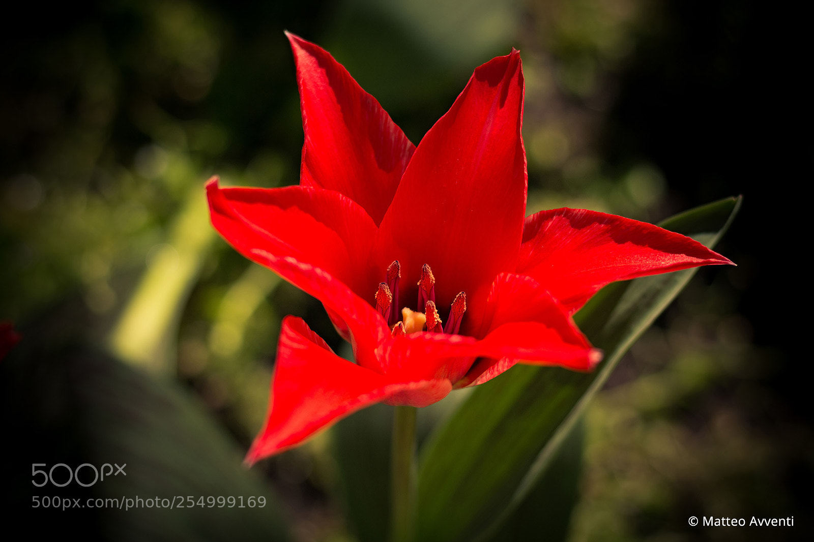 Canon EOS 70D sample photo. Red devil (open) photography
