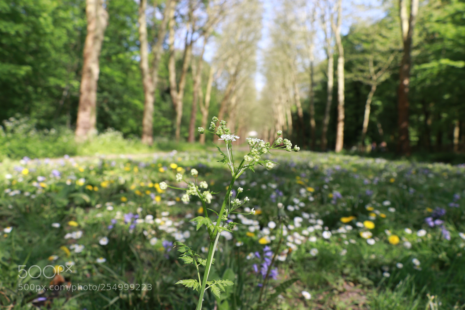 Canon EOS 80D sample photo. Flowers of spring photography