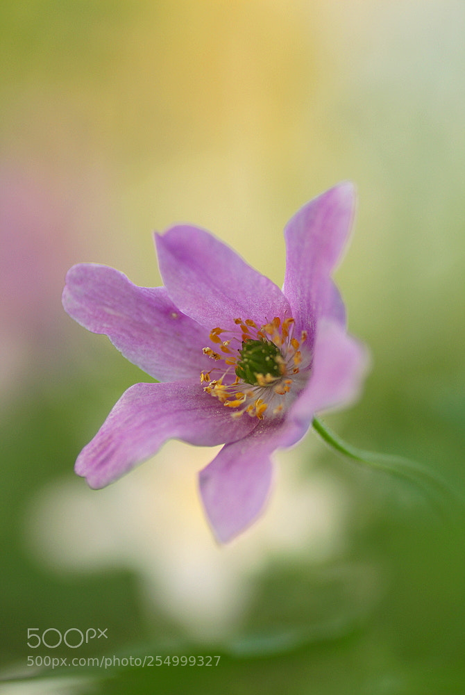 Canon EOS 700D (EOS Rebel T5i / EOS Kiss X7i) sample photo. Lady in pink photography