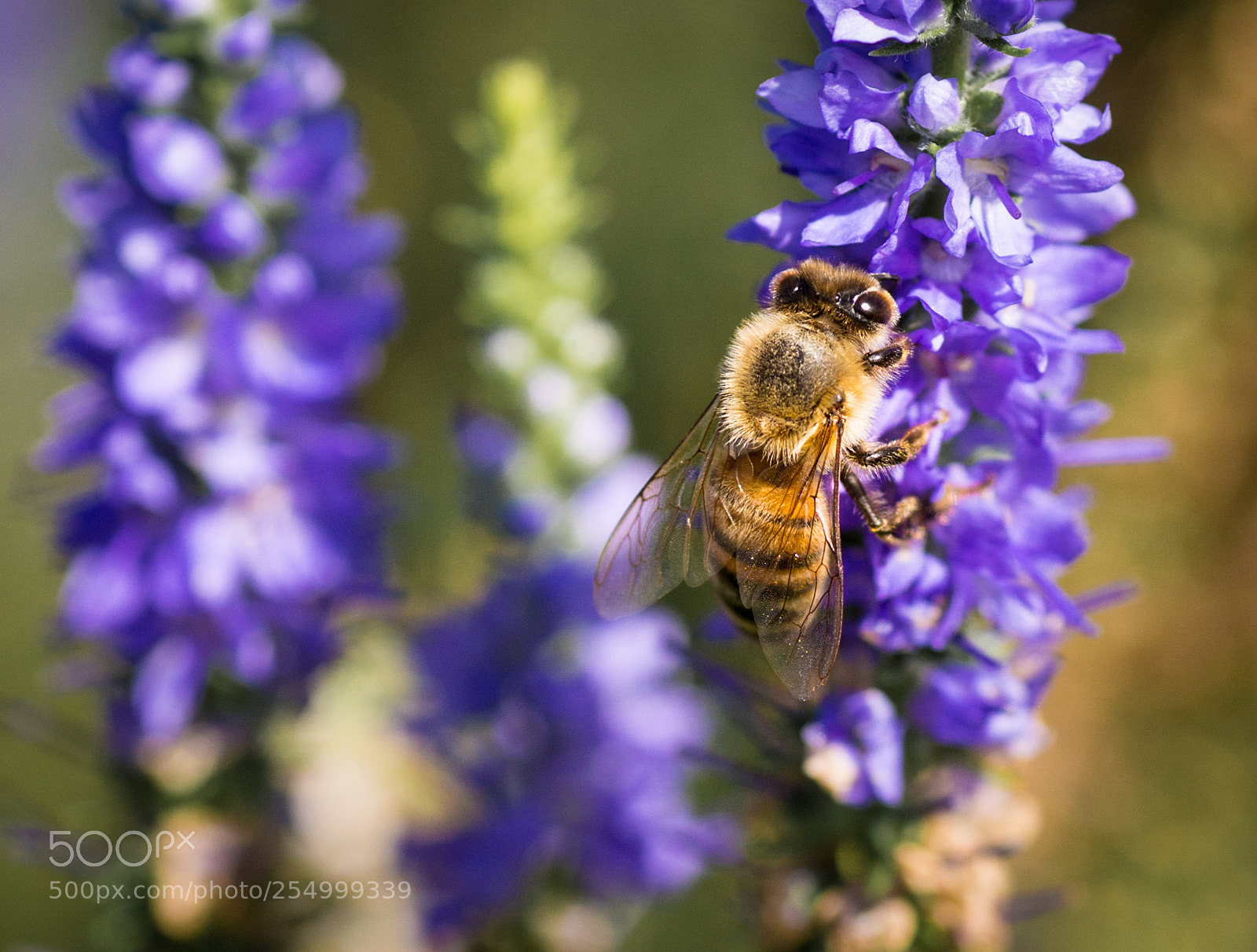 Nikon D7200 sample photo. Beehappy photography