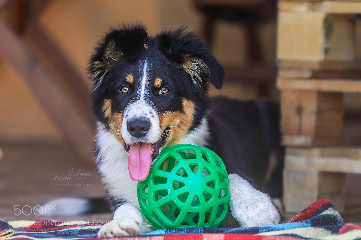 Canon EOS 5D Mark IV sample photo. Puppy of border collie photography