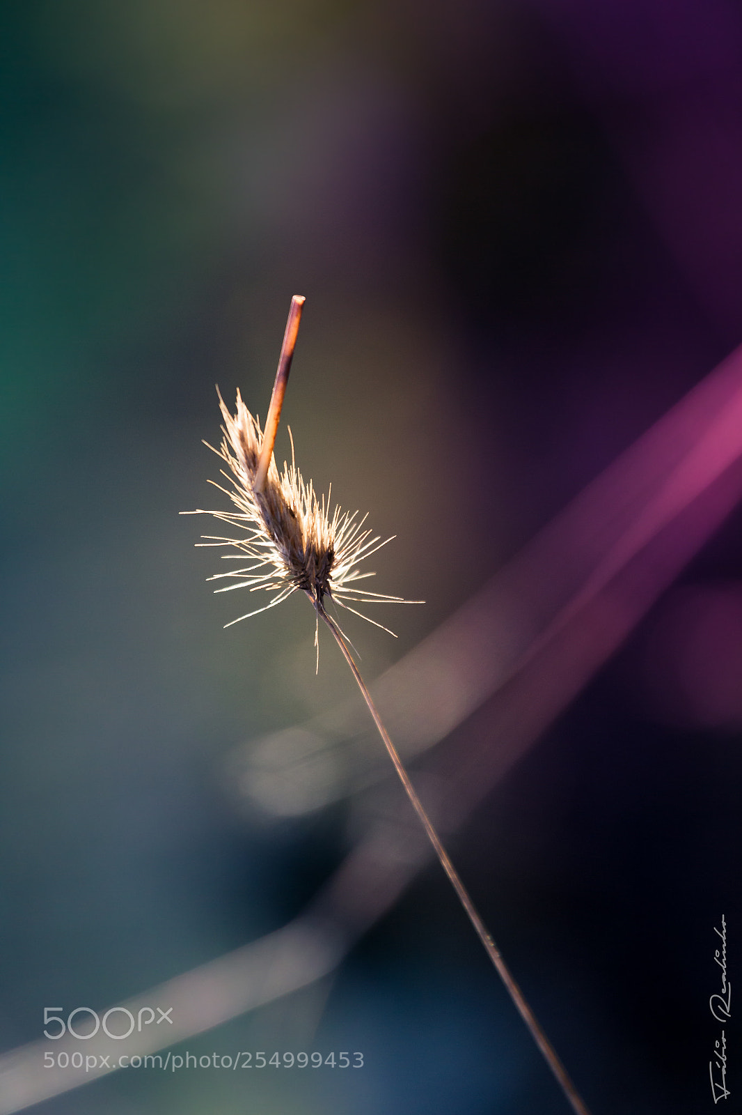 Canon EOS 7D sample photo. Subtle photography