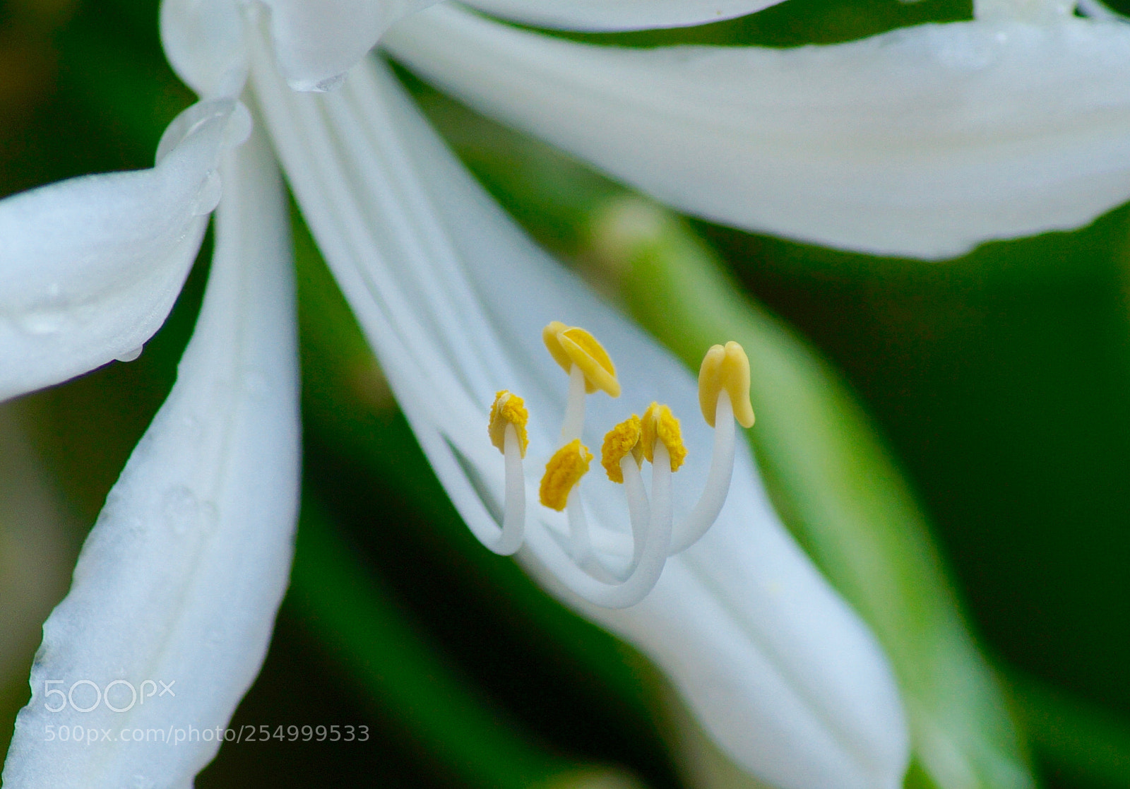 Sony SLT-A58 sample photo. Filament photography