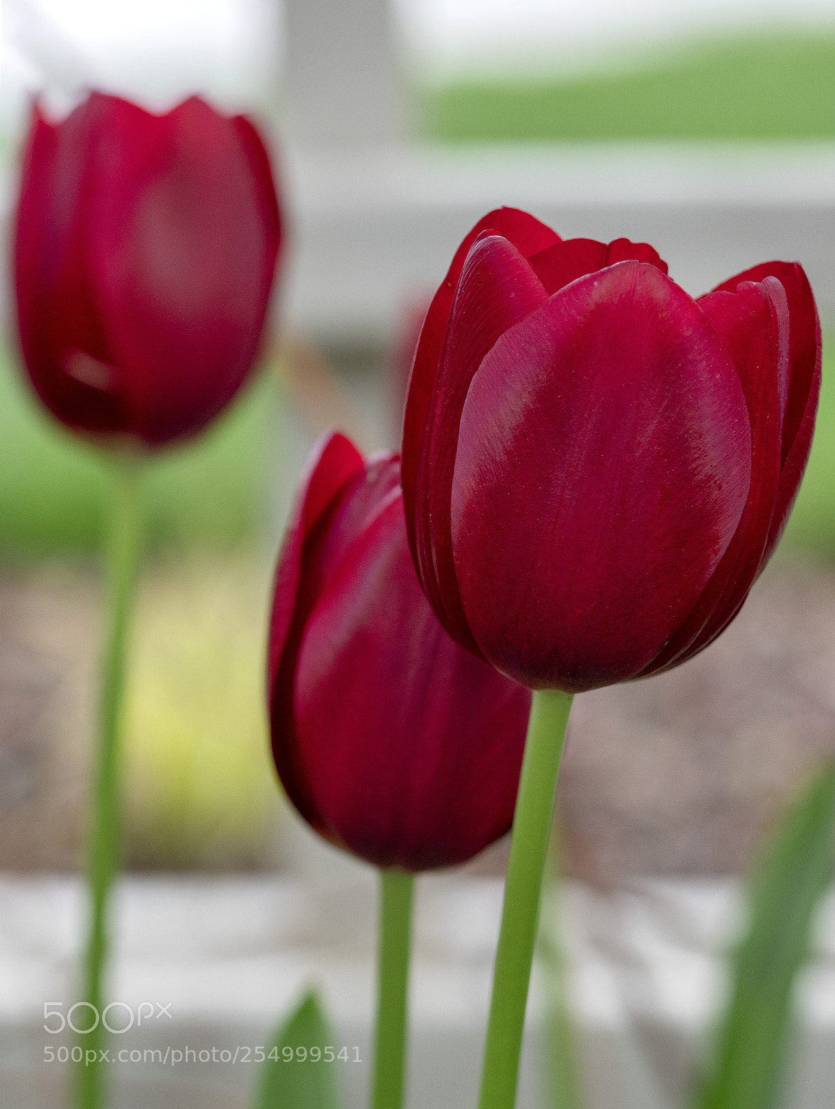 Sony a6500 sample photo. The tulips in the photography
