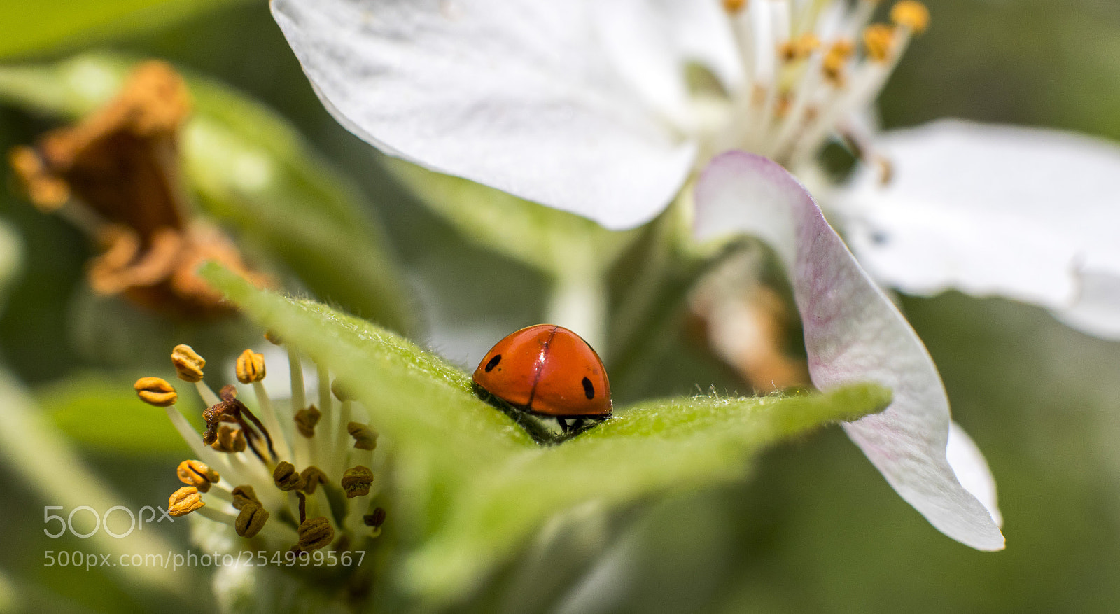 Canon EOS 7D Mark II sample photo. Vw kaefer ... ? photography