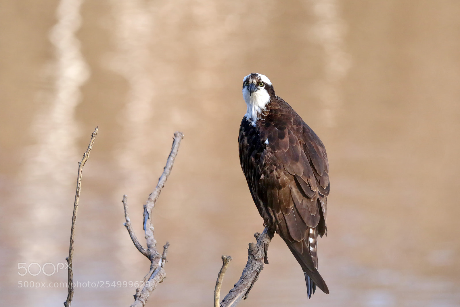 Canon EOS 7D Mark II sample photo. Osprey photography