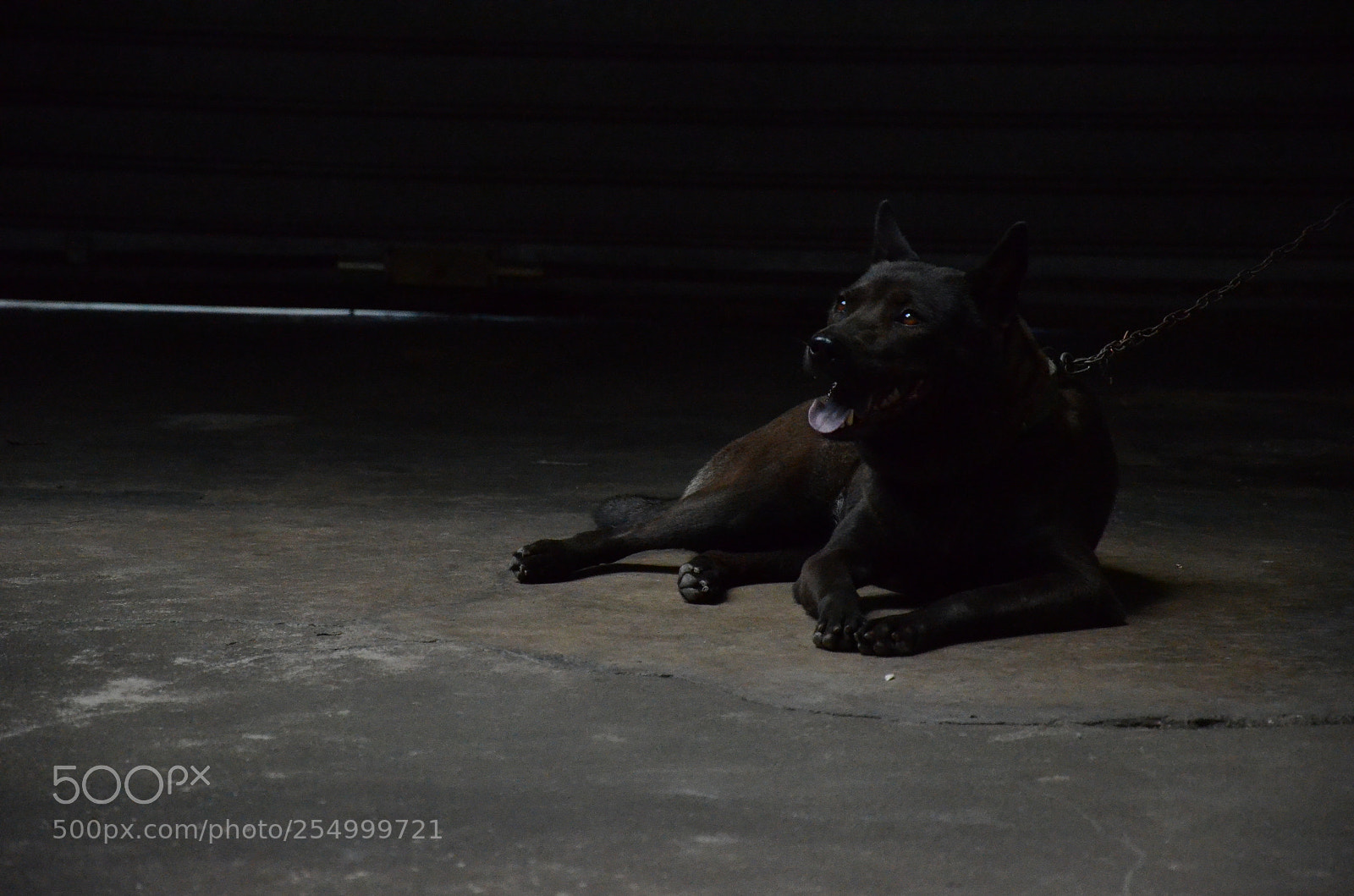 Nikon D7000 sample photo. Dog photography