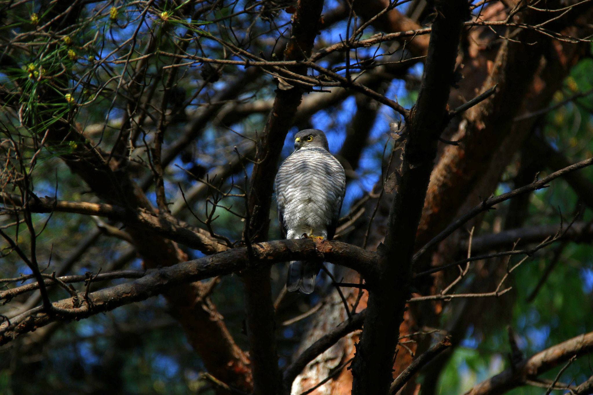 Tamron SP 150-600mm F5-6.3 Di VC USD sample photo. Japanese sparrowhawk（ツミ 雌） photography