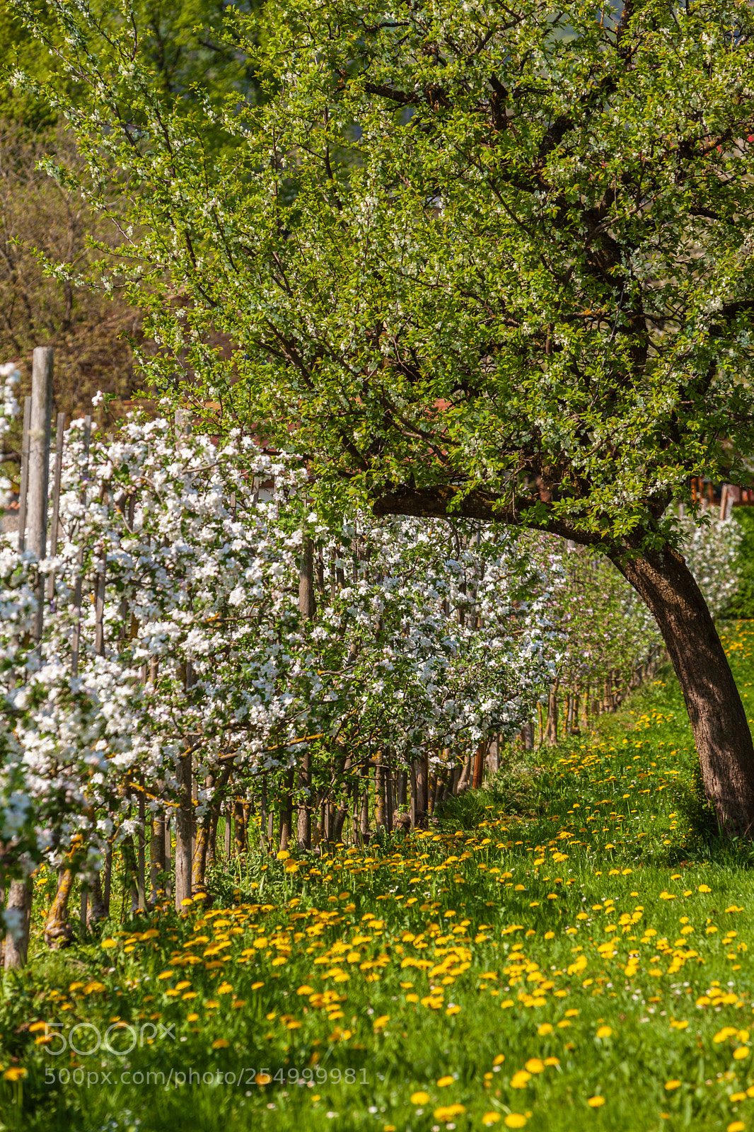 Canon EOS 5D Mark II sample photo. Apple blossom photography