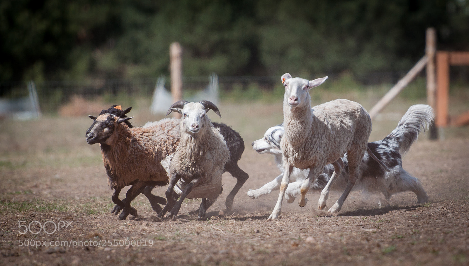 Nikon D5000 sample photo. Herding photography