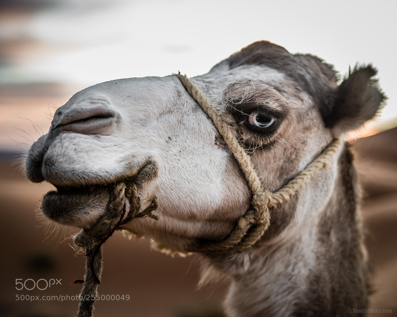 Nikon D610 sample photo. Larch photography