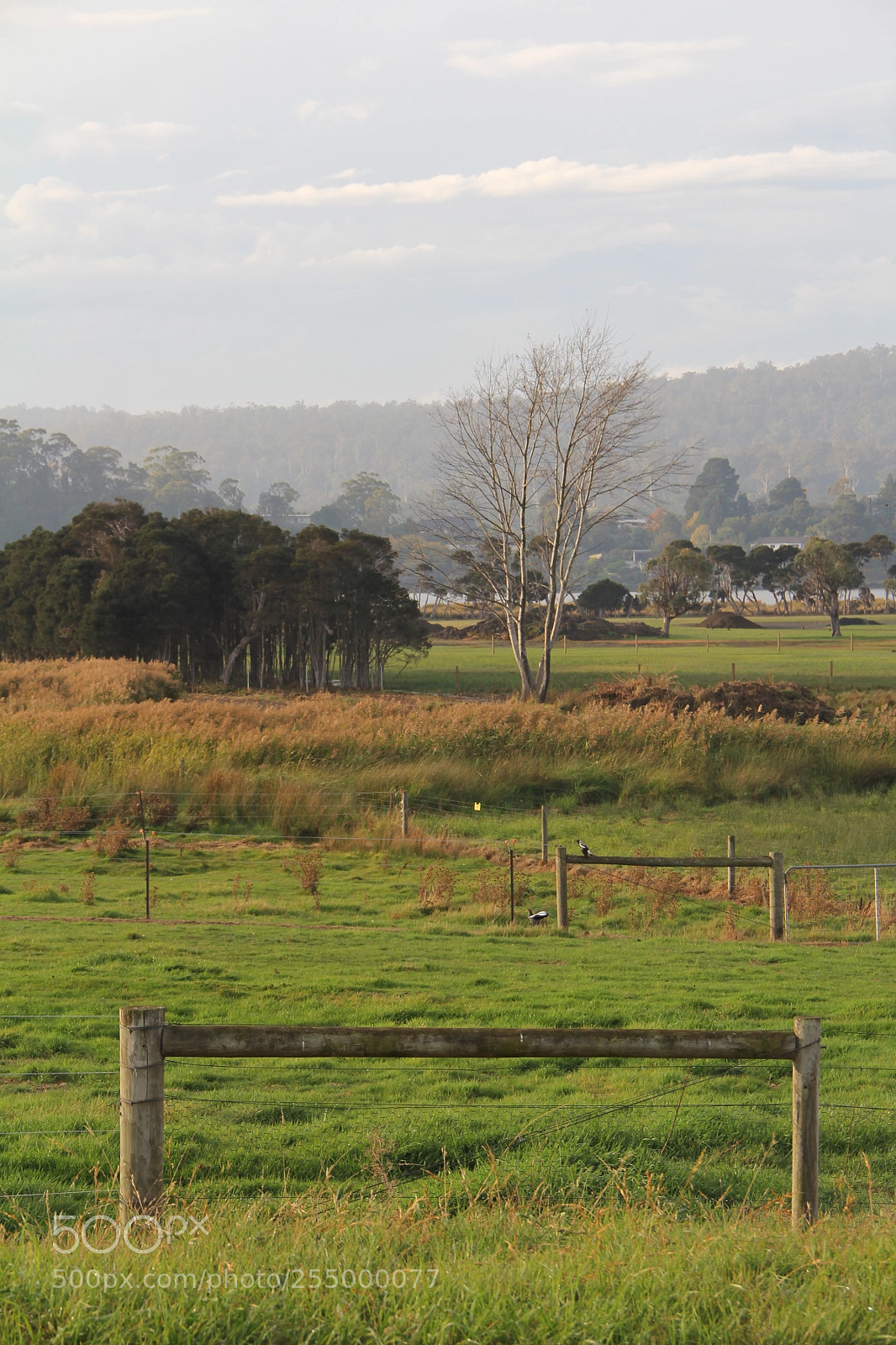 Canon EOS 60D sample photo. Quiet afternoon in legana photography