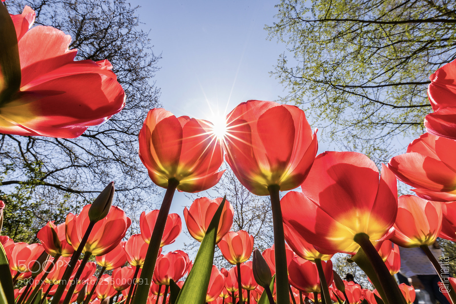 Canon EOS 6D Mark II sample photo. Yeay spring time.. photography