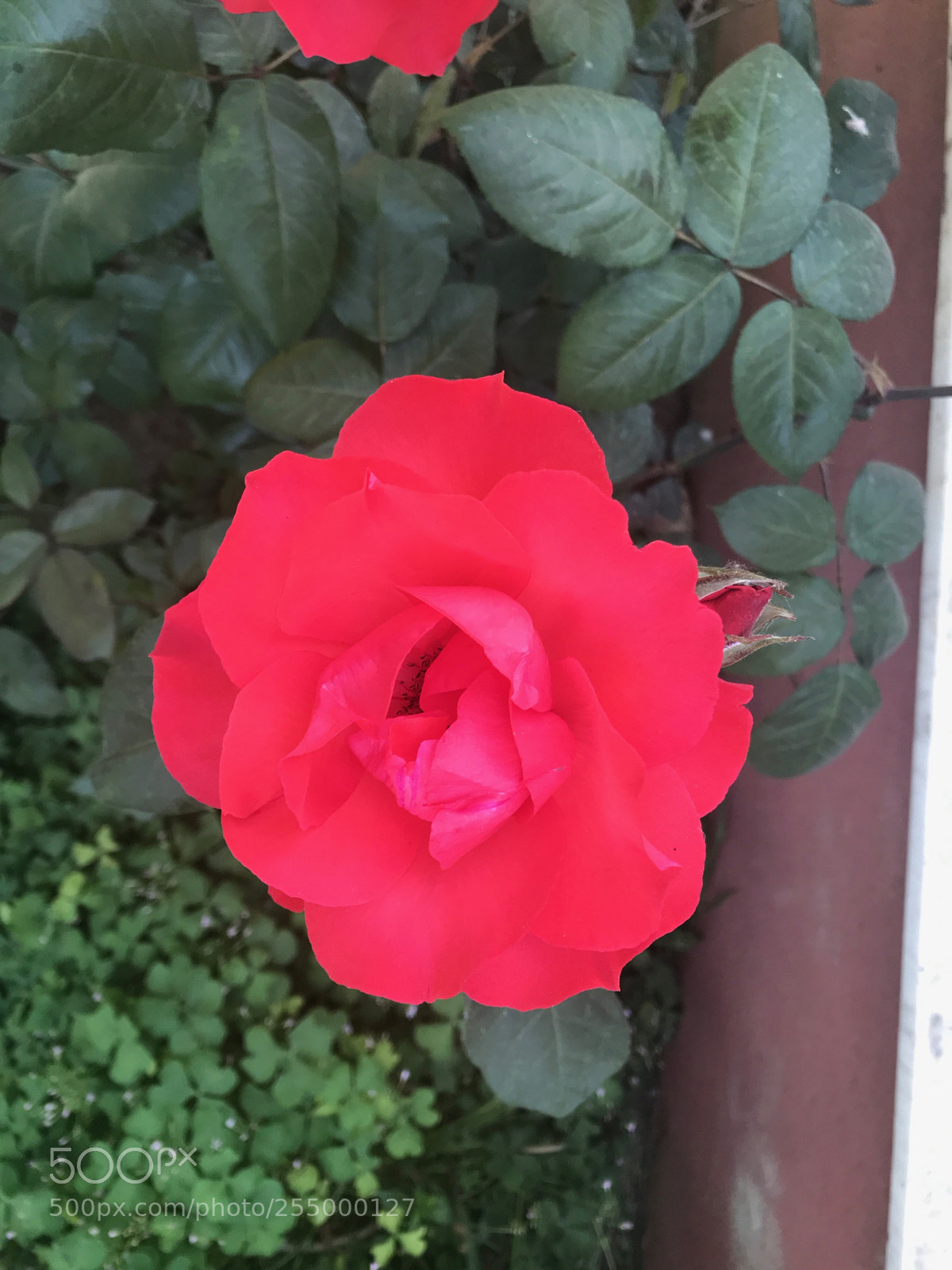 Apple iPhone 7 Plus sample photo. Untitled photography