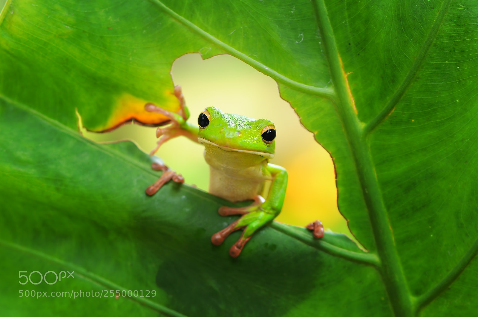 Nikon D90 sample photo. Tree frog on the photography