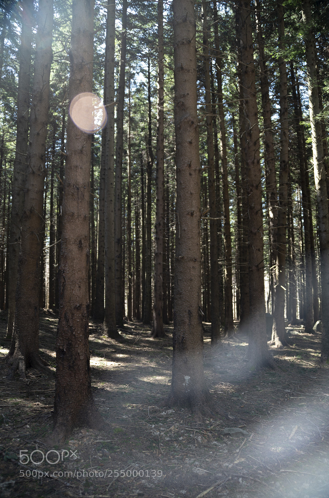 Pentax K-30 sample photo. La mia foresta magica photography