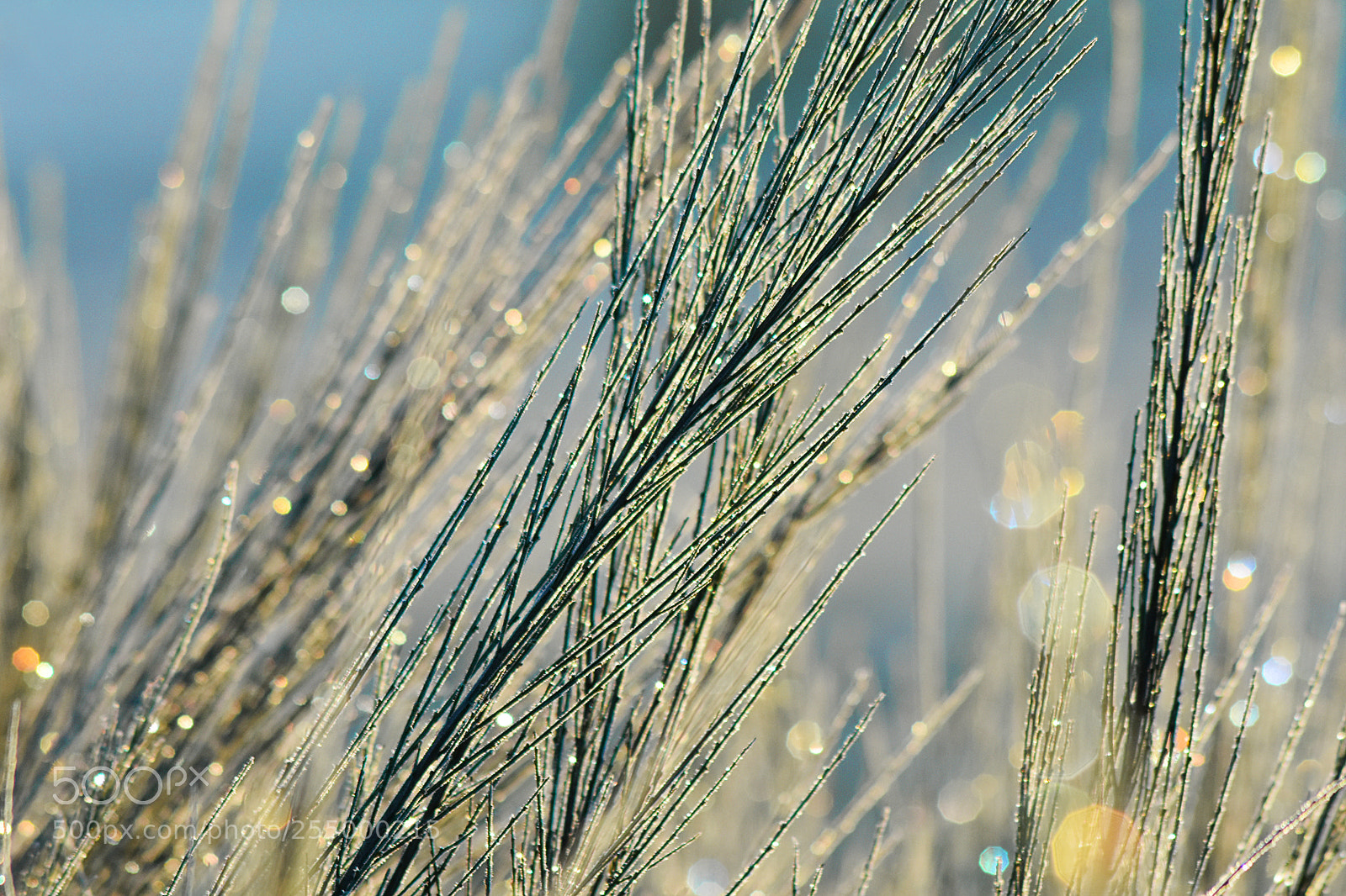 Nikon D7200 sample photo. Frosty diamonds photography