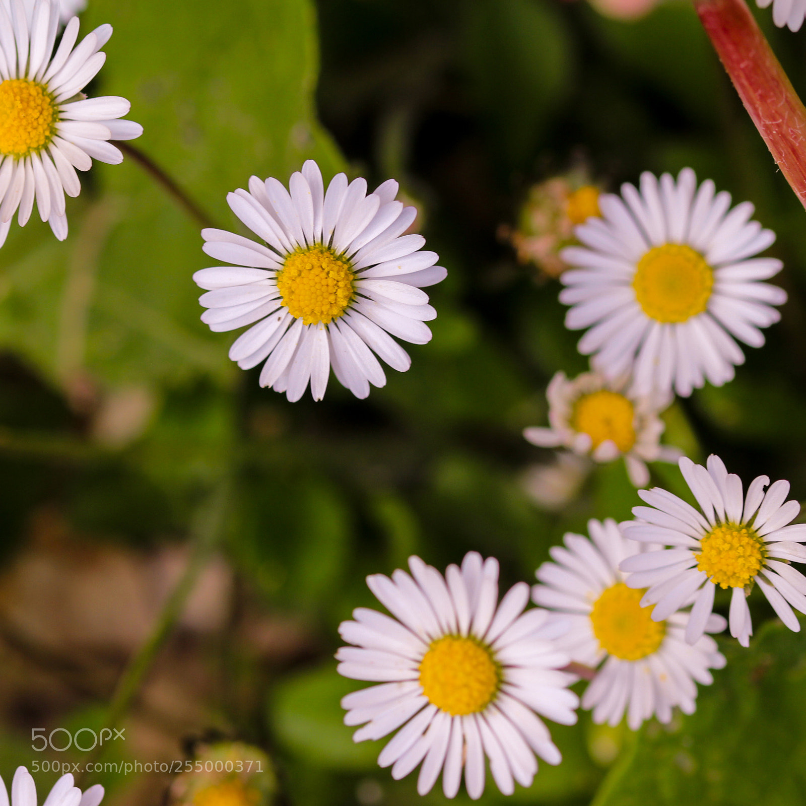 Canon EOS 700D (EOS Rebel T5i / EOS Kiss X7i) sample photo. Primula photography