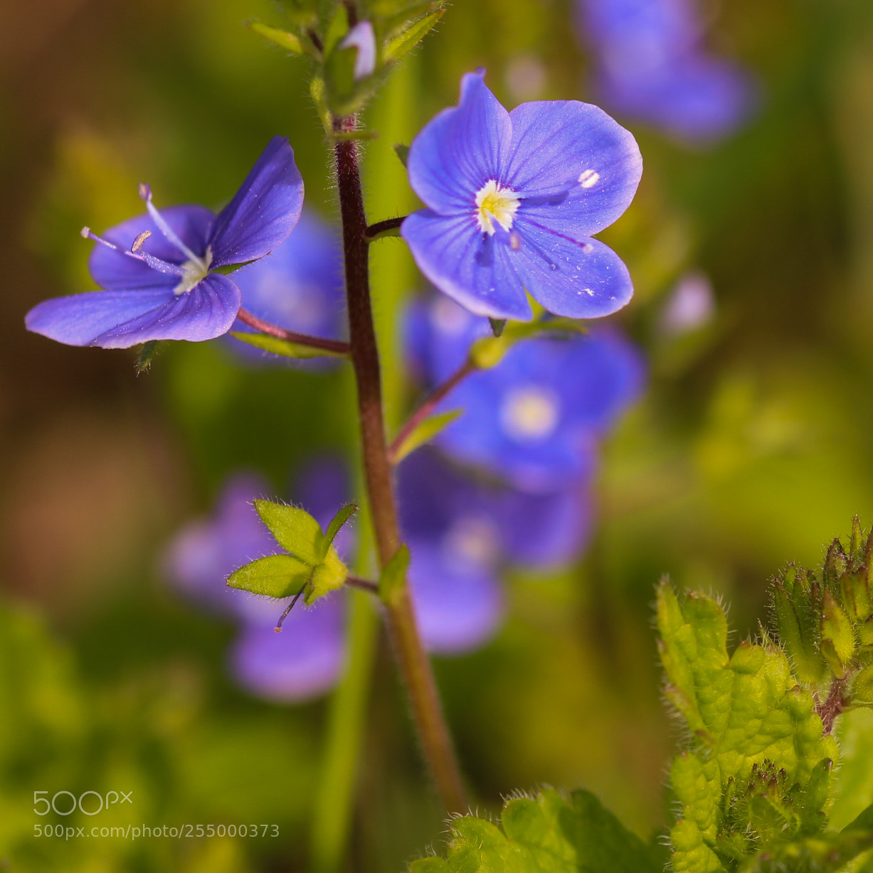 Canon EOS 700D (EOS Rebel T5i / EOS Kiss X7i) sample photo. Springyflower photography