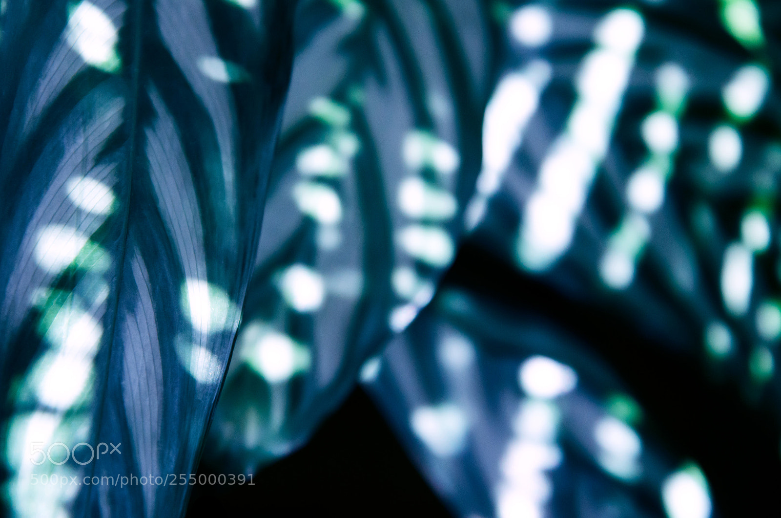 Nikon D5100 sample photo. Play with light photography