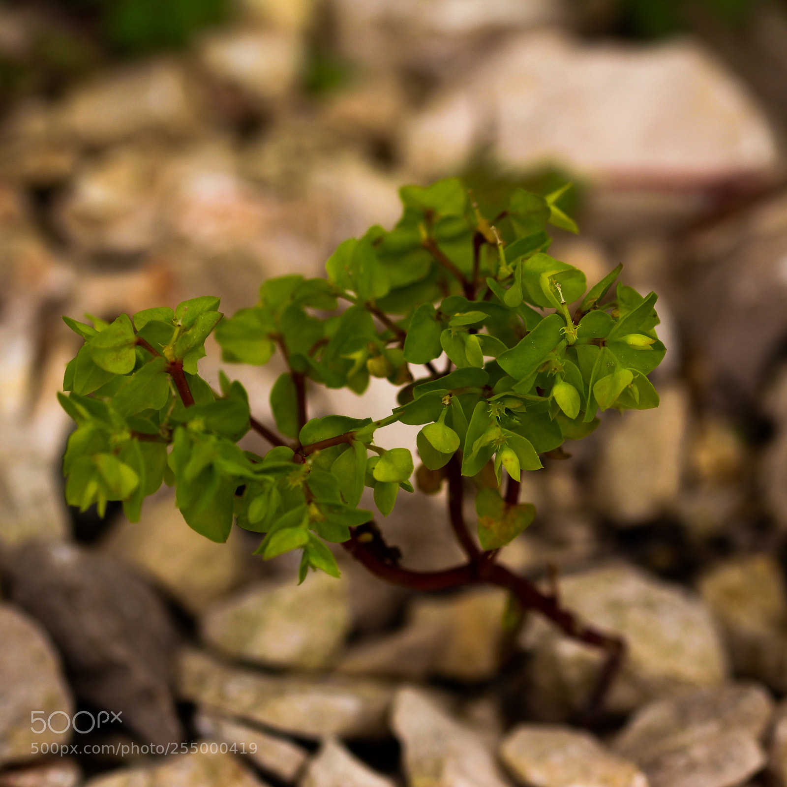 Canon EOS 700D (EOS Rebel T5i / EOS Kiss X7i) sample photo. Tinytree photography