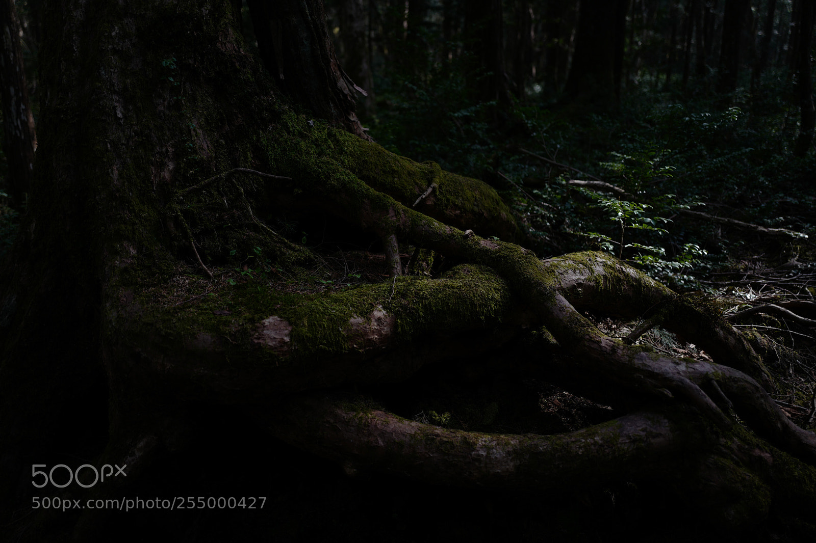 Leica Q (Typ 116) sample photo. Aokigahara  photography