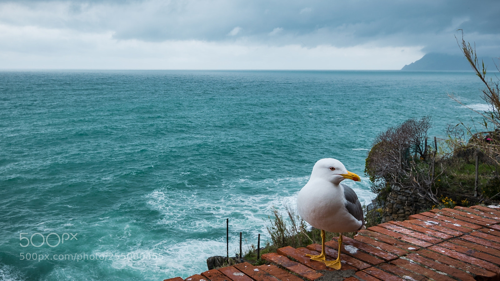 Nikon D3300 sample photo. Oh.. a seagull! photography