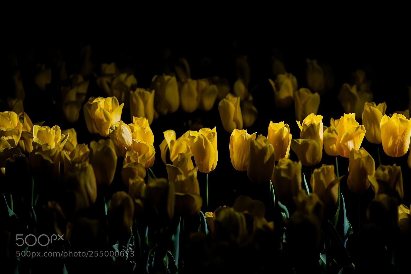 Canon EOS-1D X Mark II sample photo. Tulips photography