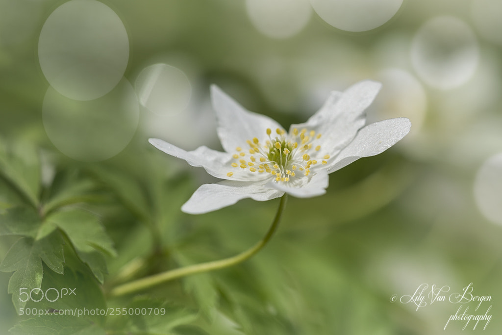 Nikon D810 sample photo. Shining photography