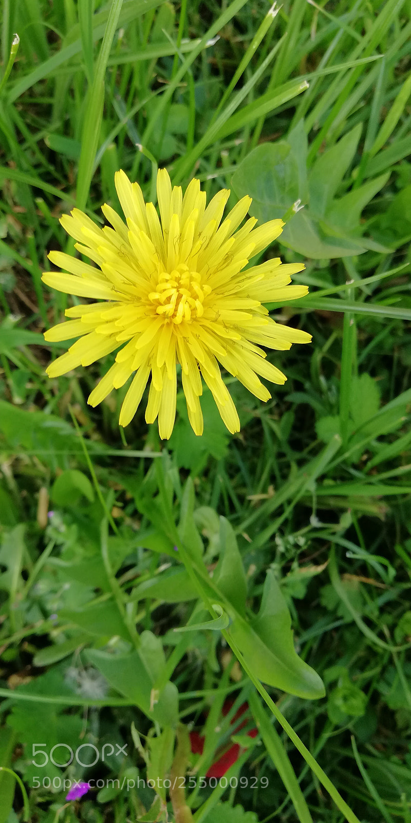 HUAWEI Mate 10 Lite sample photo. Dente di leone photography