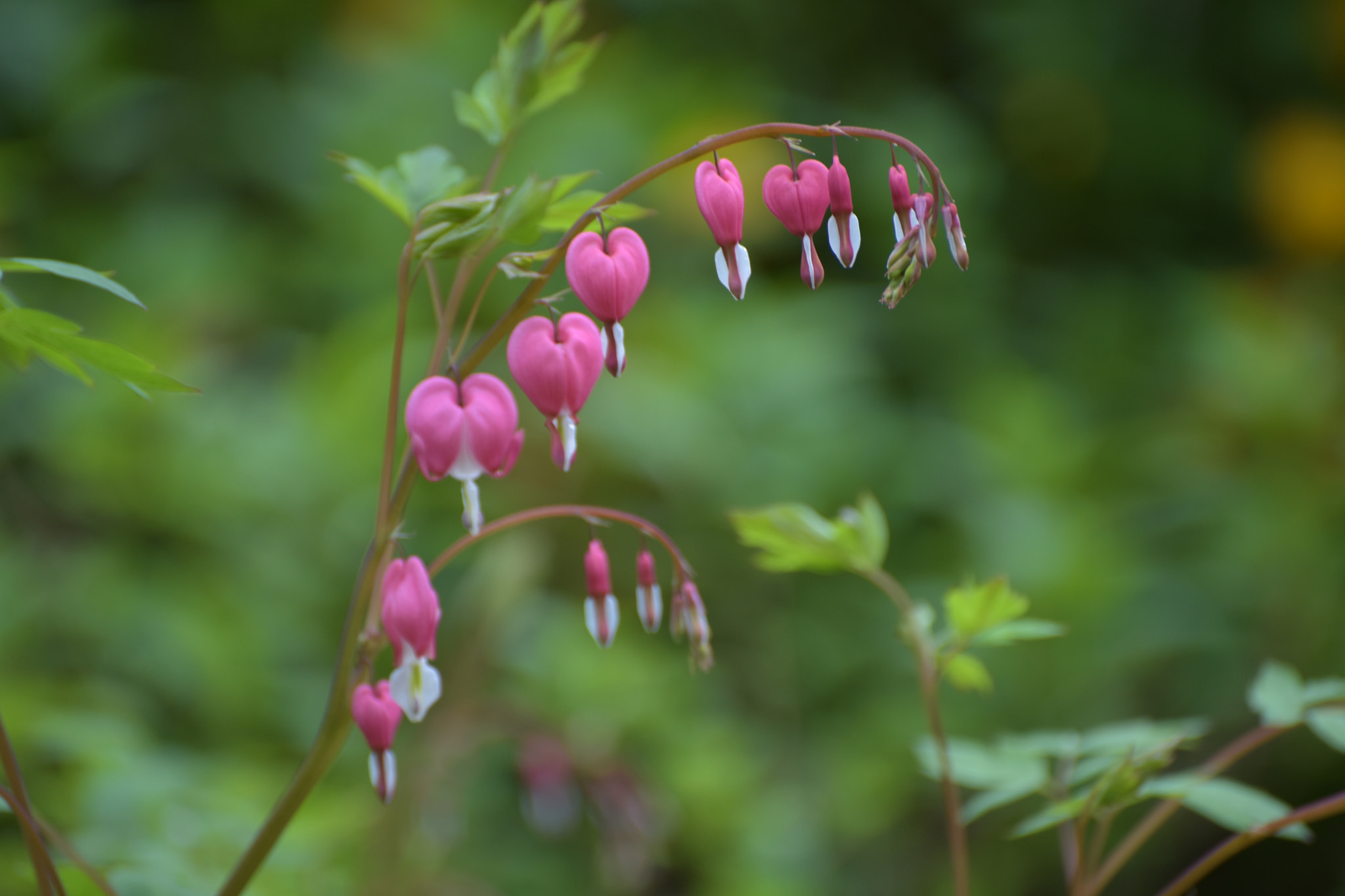 Nikon D810 sample photo