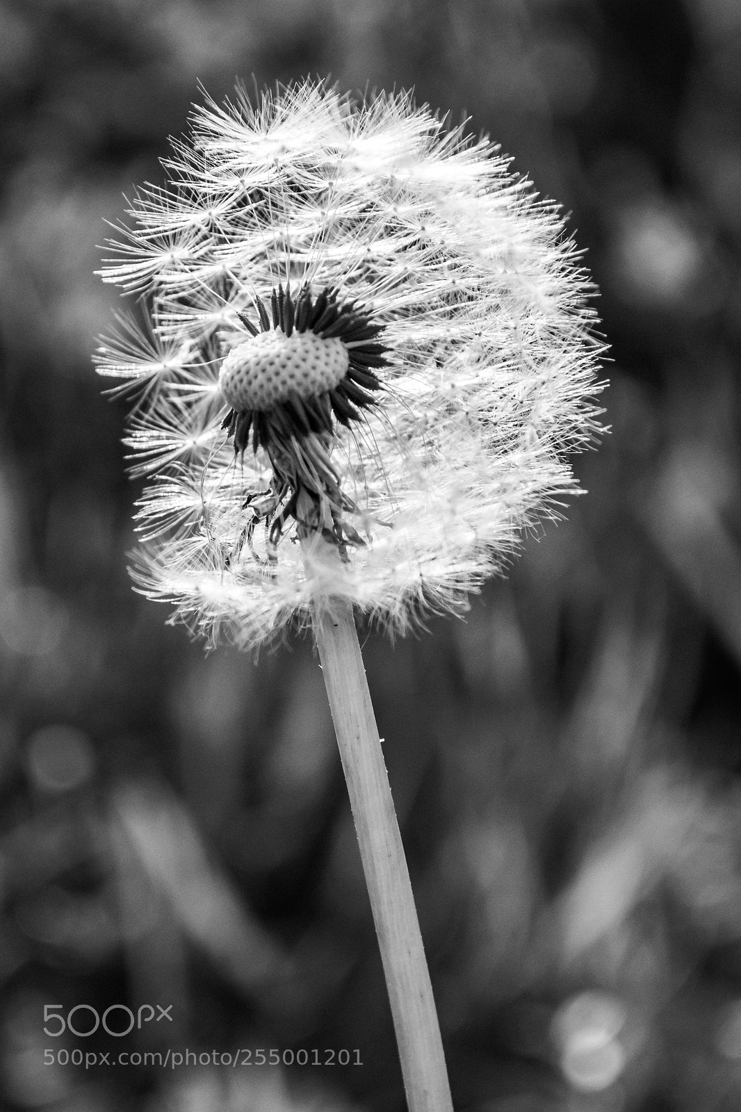 Nikon D7200 sample photo. Fluffy monochromatic photography