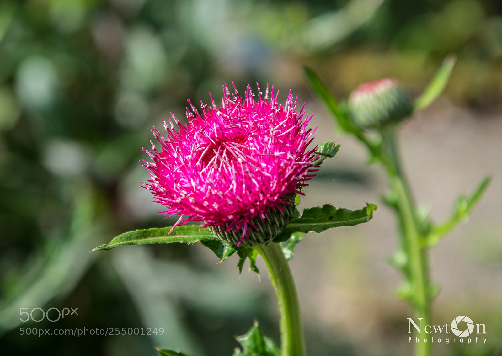 Nikon D7200 sample photo. Thorn flower photography