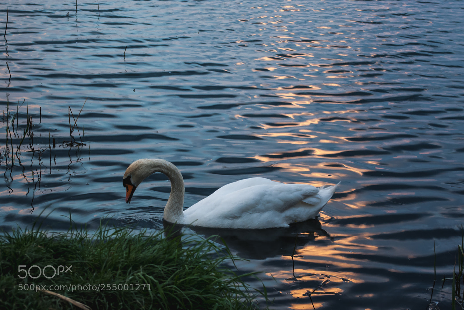 Pentax K10D sample photo. Swan photography