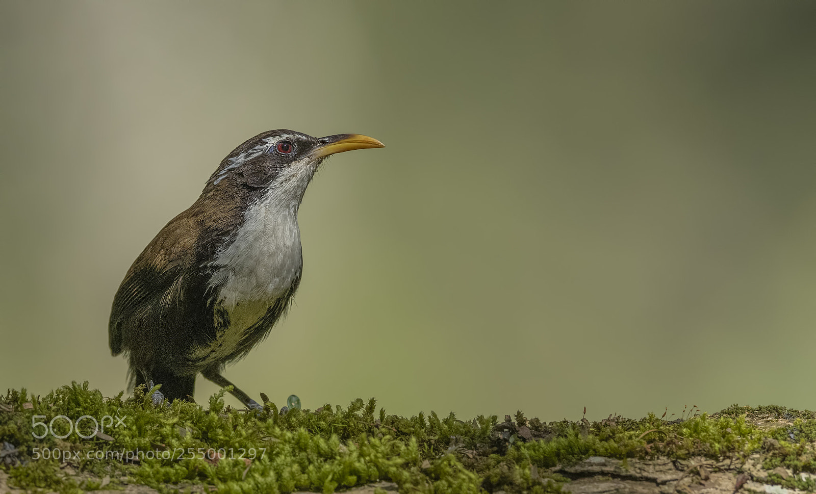 Nikon D850 sample photo. Indian scimitar babbler photography