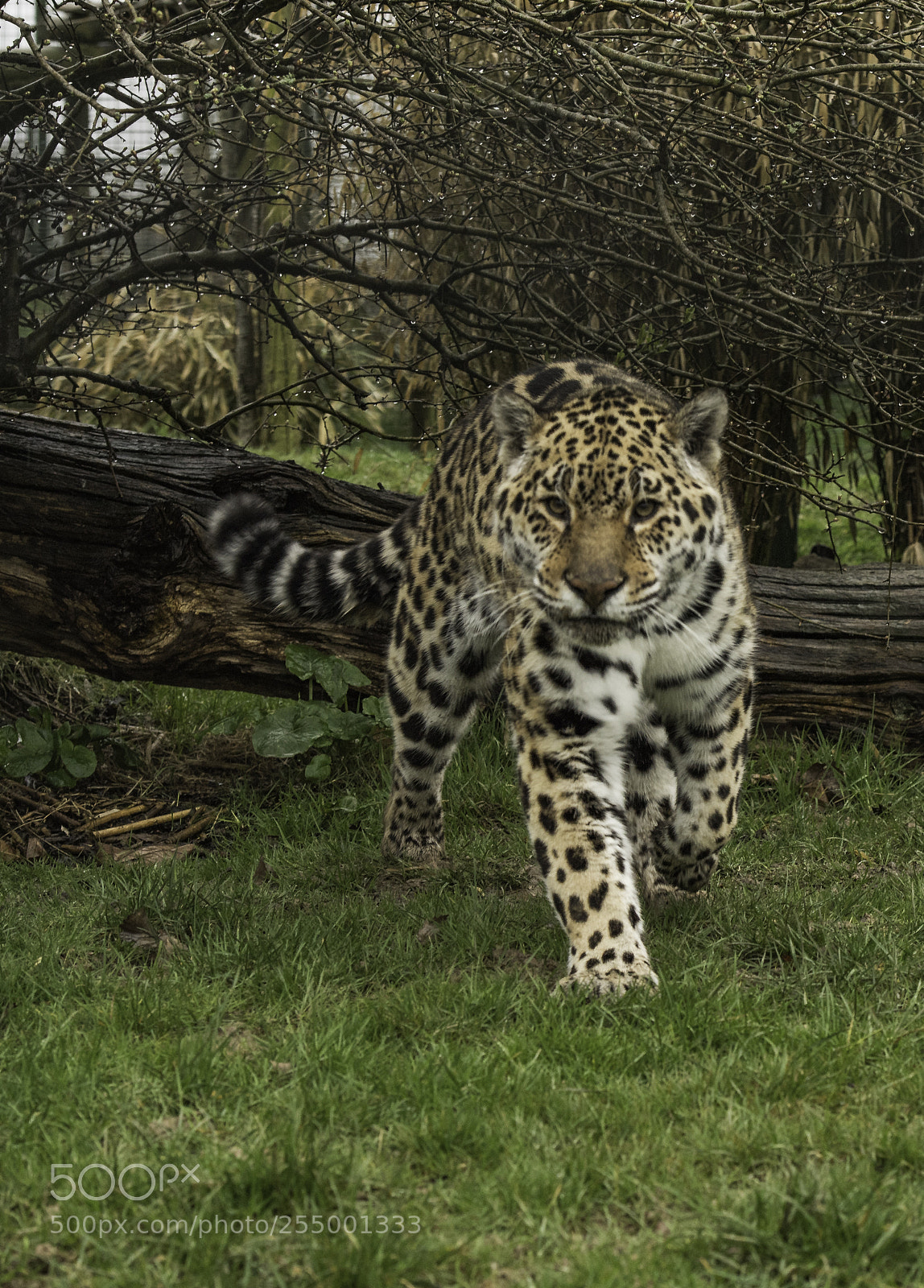 Nikon D5 sample photo. Jaguar series photography