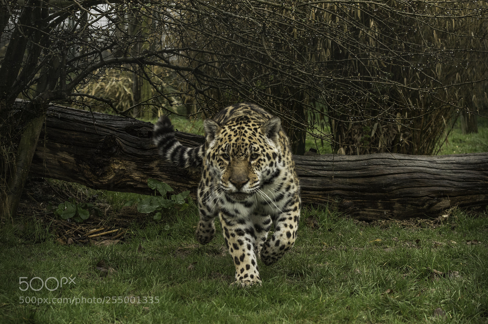 Nikon D5 sample photo. Jaguar series photography