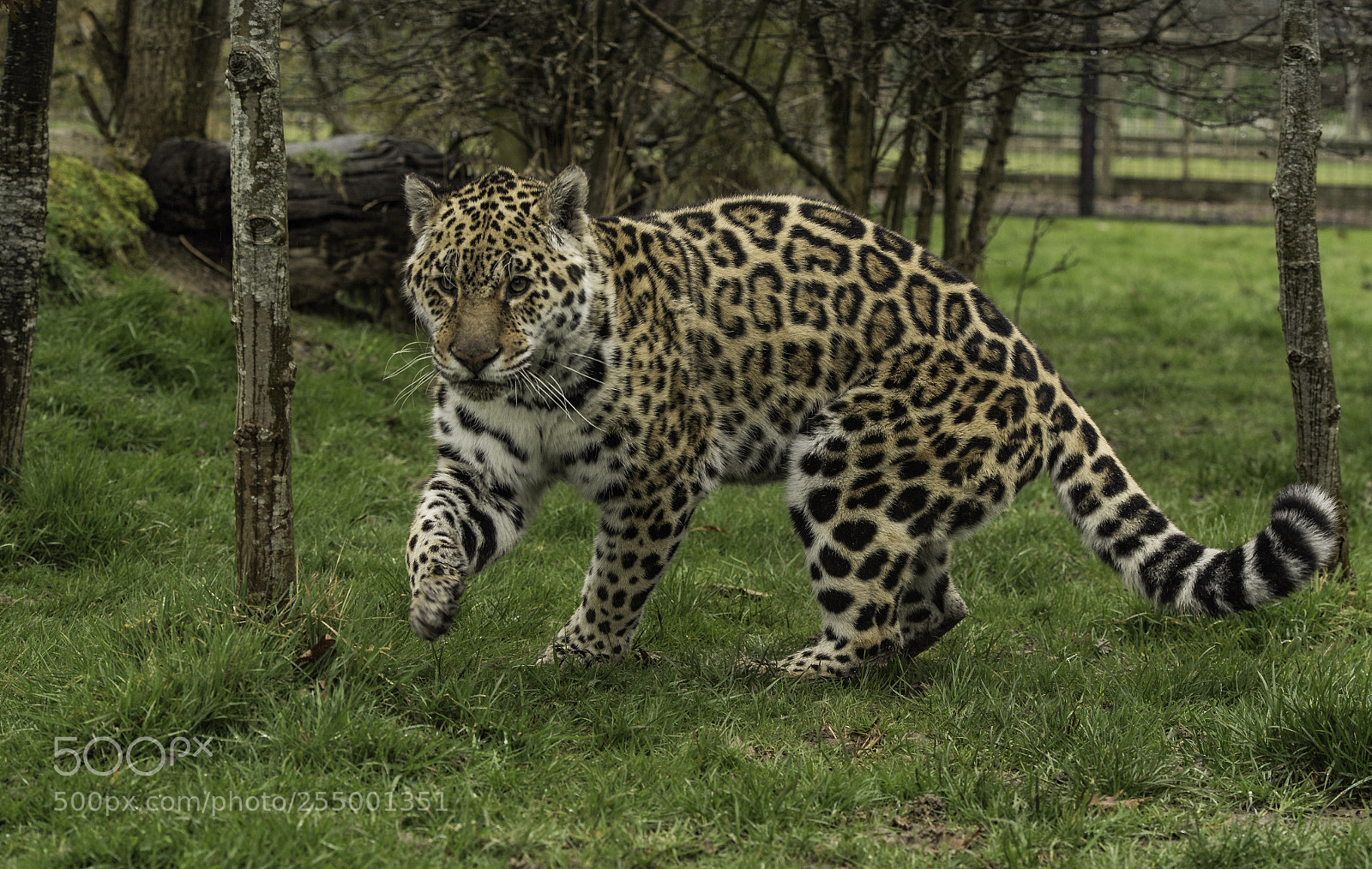 Nikon D5 sample photo. Jaguar series photography
