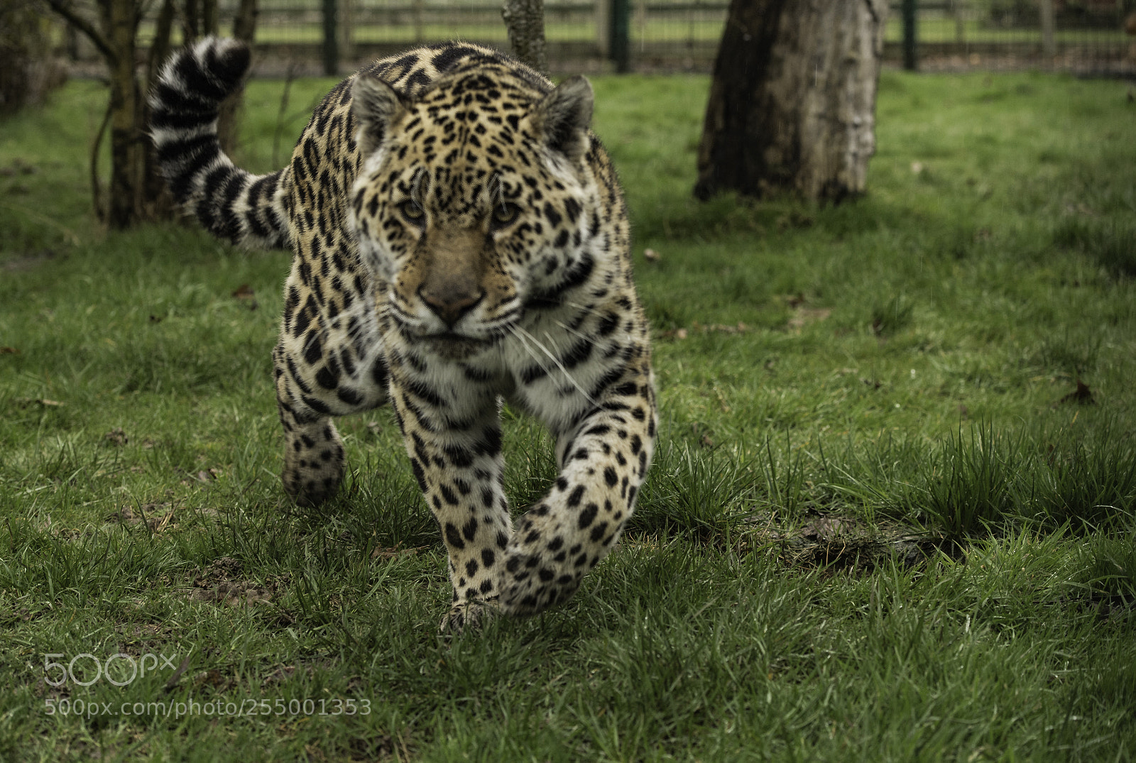 Nikon D5 sample photo. Jaguar series photography