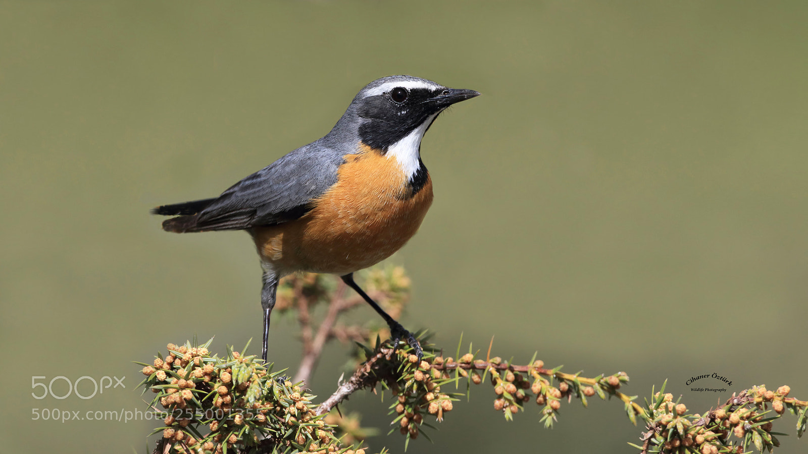 Canon EOS 7D Mark II sample photo. White-throated robin. photography