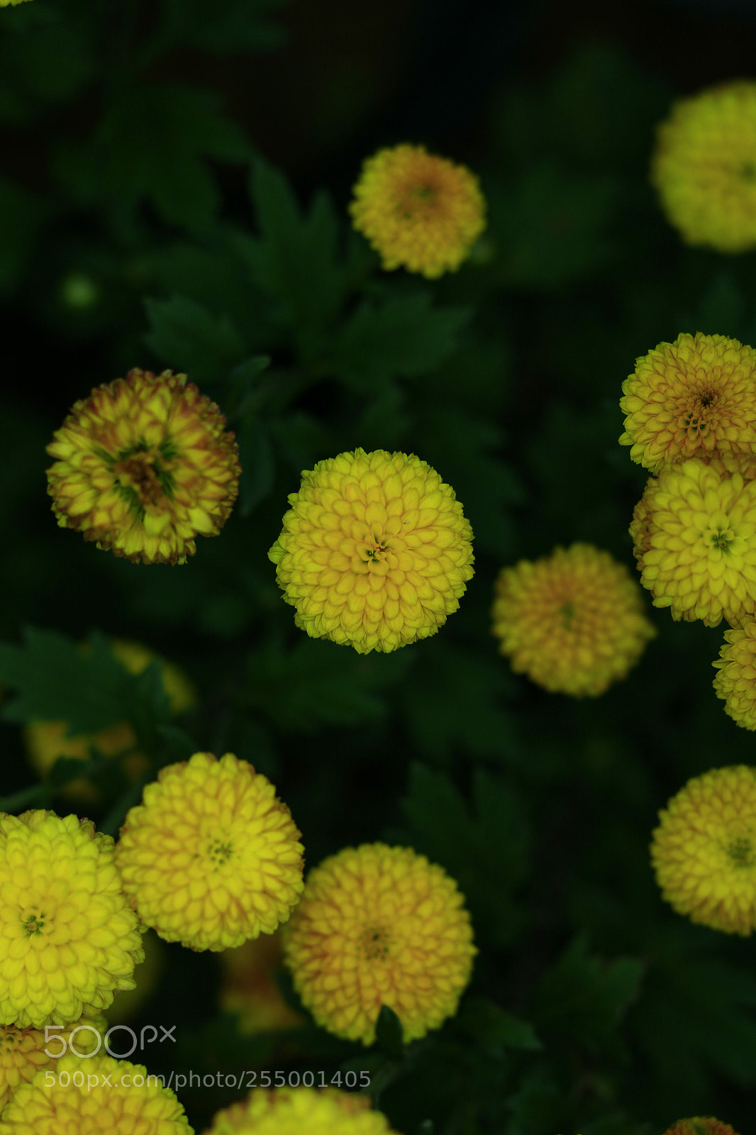 Canon EOS-1D X sample photo. �������������������������������������������������������������������������������������������������... photography